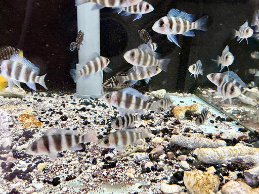 * Cichlids * Cyphotilapia Frontosa Burundi (3-5cm) Captive Bred