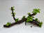 * Plants* Anubias Nana Bonsai #70
