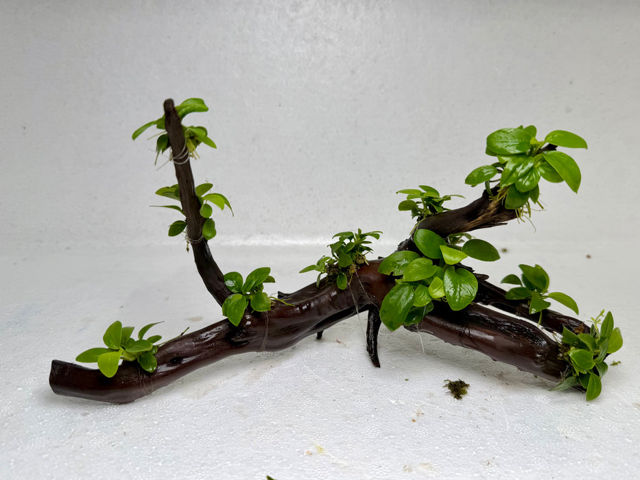 * Plants* Anubias Nana Bonsai #70