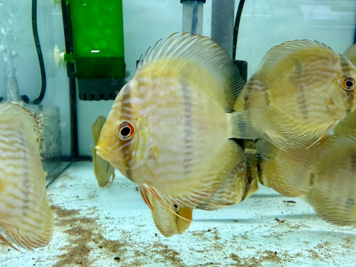 * Discus/Angelfish * Rio Negro Heckel WILD 7-10cm