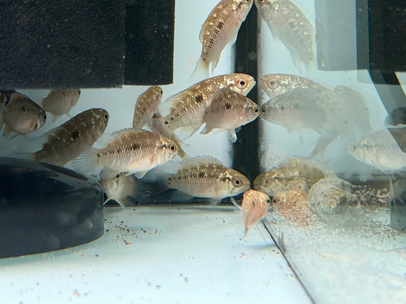* Cichlids * Ivanacara bimaculata 2-3cm