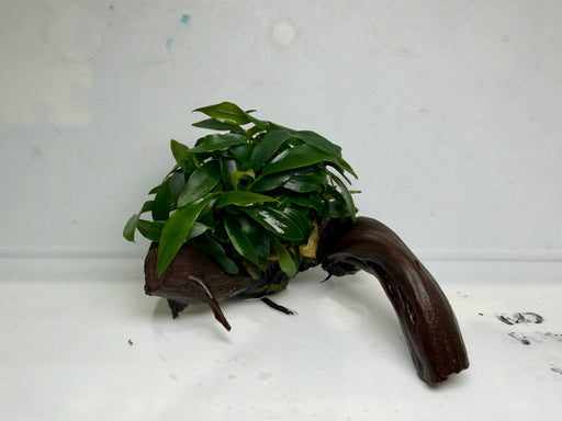 * Plants* Anubias Glabra On Spiderwood #51