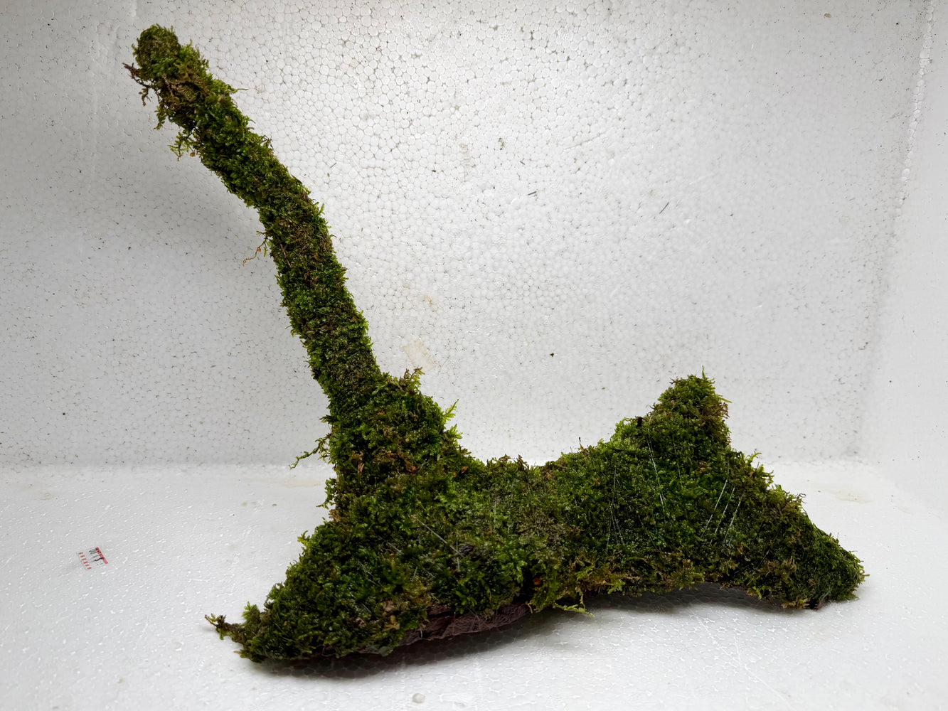 * Plants* Moss on driftwood #08