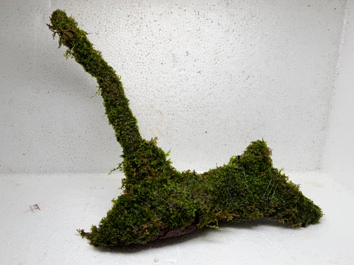* Plants* Moss on driftwood #08
