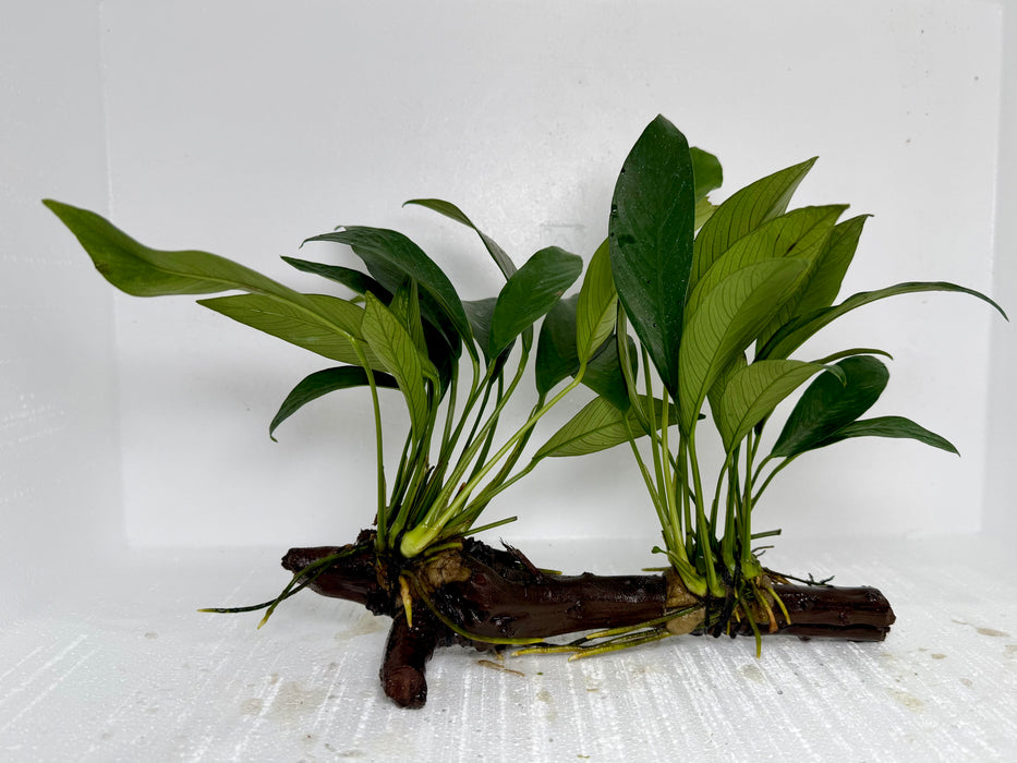 * Plants* Anubias Nana On Spiderwood #39