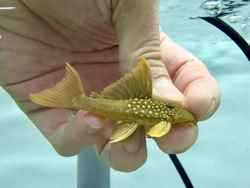 * Pleco *  Hemiancistrus subviridis (L200 High Fin) 6-8cm