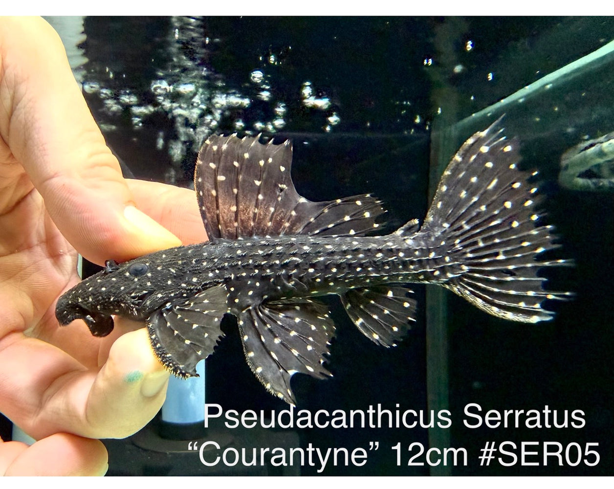 * Pleco * Pseudacanthicus Serratus “Courantyne” 12cm #SER05 (Actual Piece)