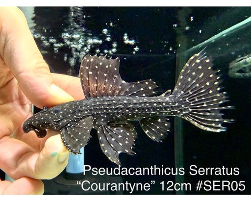 * Pleco * Pseudacanthicus Serratus “Courantyne” 12cm #SER05 (Actual Piece)
