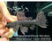 * Pleco * Pseudacanthicus Serratus “Courantyne” 12cm #SER05 (Actual Piece)