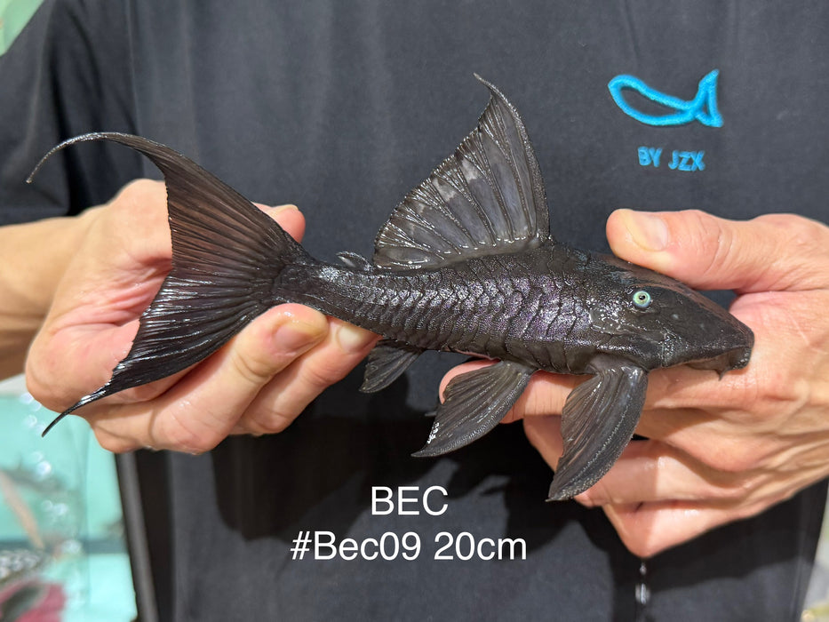 * Pleco *  Blue Eye Cochlidon (BEC) 20cm #Bec09 (Actual piece)