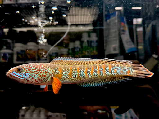 * Channa * Channa Amphibeus 24-25cm (Actual Piece) RARE!