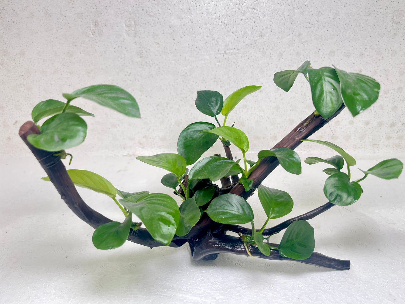 * Plants* Anubias Nana Bonsai #01