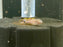 * Other Species *  Tateurndina ocellicauda (Peacock Gudgeon) 2-3cm