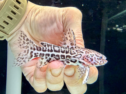 * Catfish * Liosomadoras oncinus "Jaguar Catfish" 8cm #JAG03