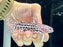 * Catfish * Liosomadoras oncinus "Jaguar Catfish" 8cm #JAG03