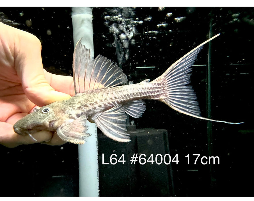 * Pleco * Pseudacanthicus sp. L64 (17cm) #64004 (Actual Piece)