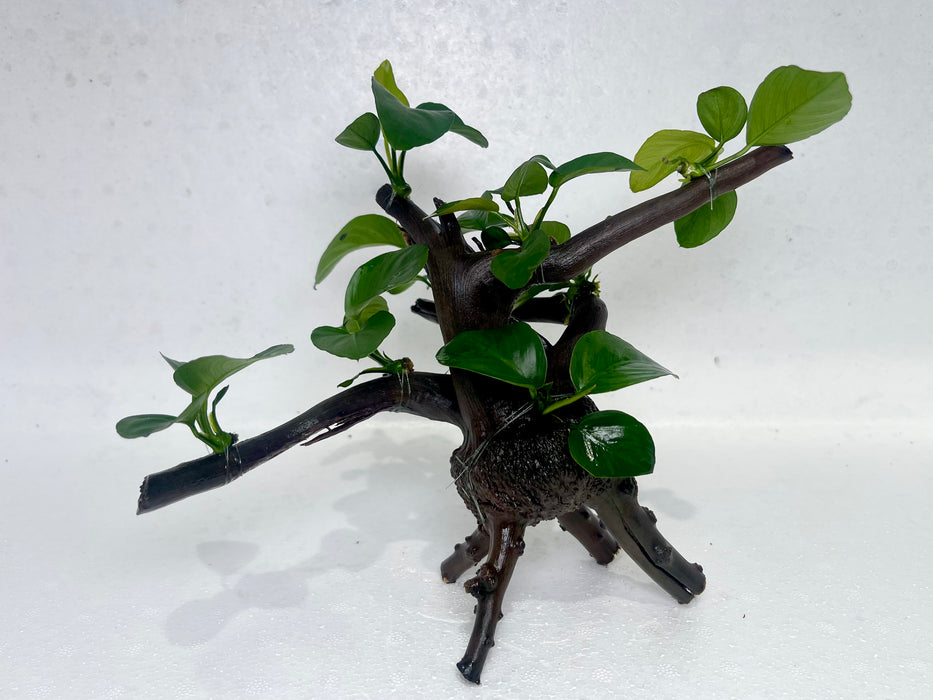 * Plants* Anubias Nana Bonsai #07