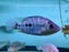 * Cichlids * Kronoheros umbriferus (Umbee cichlid) 16-21cm