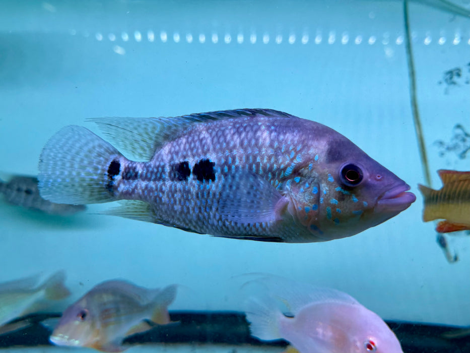 * Cichlids * Kronoheros umbriferus (Umbee cichlid) 16-21cm