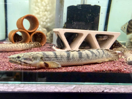 * Polypterus * Polypterus Weeksii WILD 17-20cm