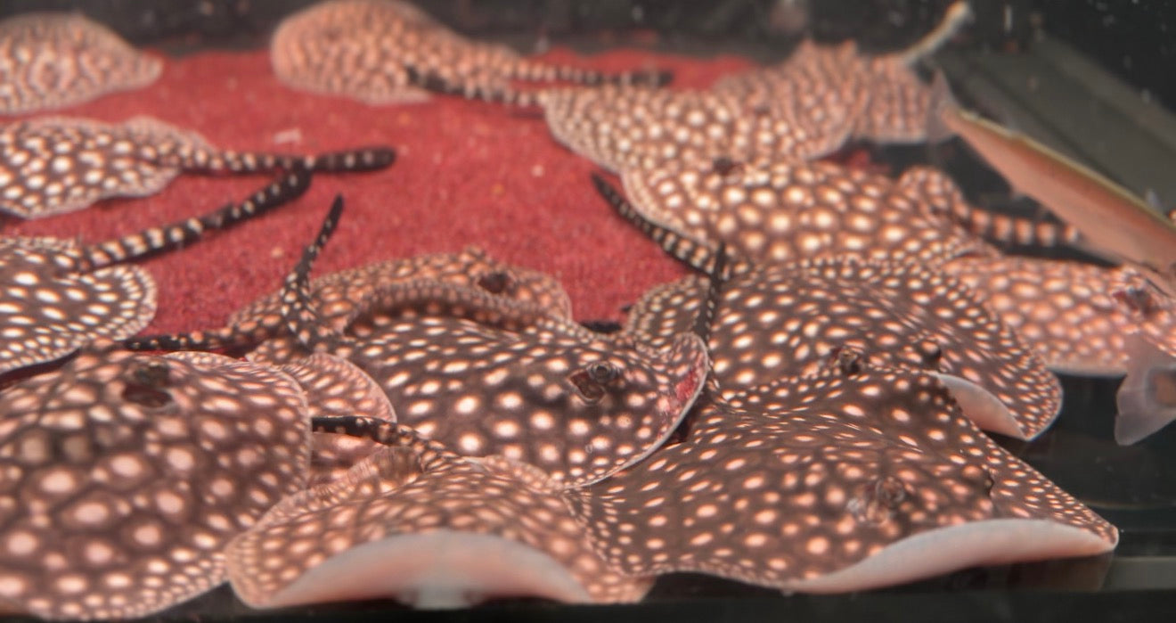 * Stingrays * Potamotrygon albimaculata P14 Galaxy
