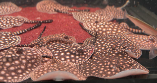 * Stingrays * Potamotrygon albimaculata P14 Galaxy
