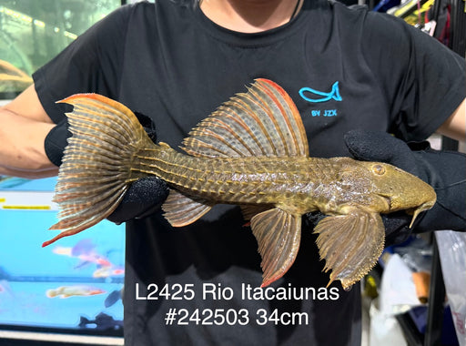 * Pleco *  Pseudacanthicus sp. L2425 “Rio Itacaiunas” 34cm #242503 (Actual piece)