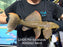 * Pleco *  Pseudacanthicus sp. L2425 “Rio Itacaiunas” 34cm #242503 (Actual piece)
