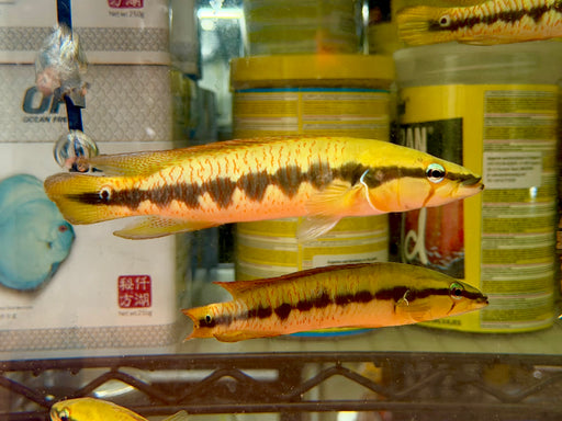 * Cichlids * Crenicichla Chicha RARE!! 12-16cm