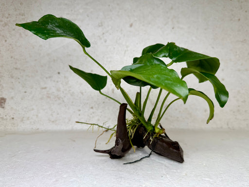 * Plants * Anubias Nana on Spiderwood #168