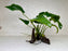 * Plants * Anubias Nana on Spiderwood #168