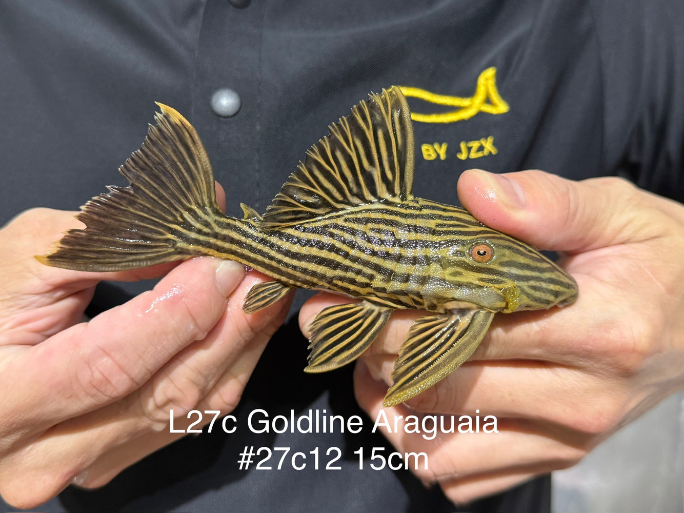 * Pleco *  Panaque armbrusteri (L27C Araguaia GOLDLINE) 15cm #27c12 (Actual piece)