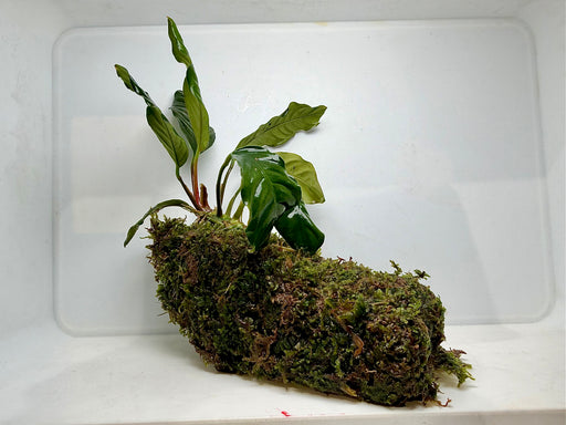 * Plants* Anubias + Moss on driftwood #01