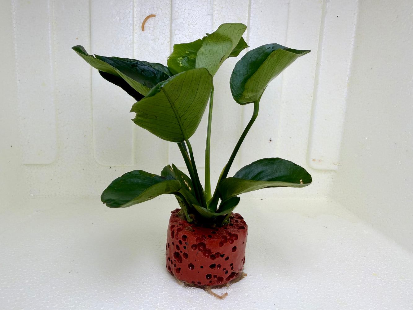 * Plants * Anubias Nana on Rock #47