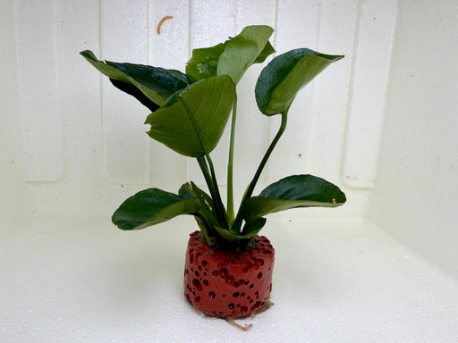 * Plants * Anubias Nana on Rock #47