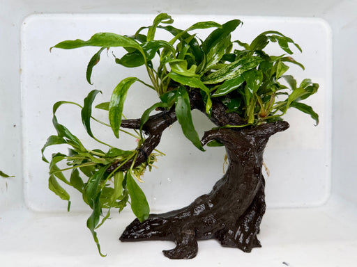 * Plants* Anubias Glabra on Resin #ANGR