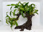 * Plants* Anubias Glabra on Resin #ANGR