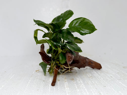 * Plants* Anubias Nana On Spiderwood #44