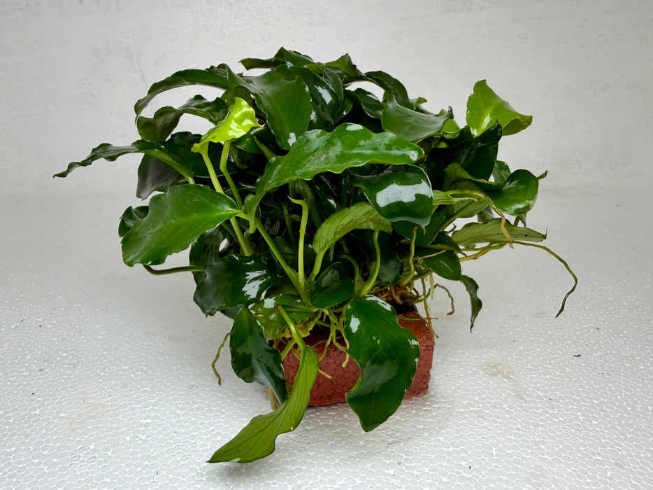* Plants * Anubias Nana on Rock #30