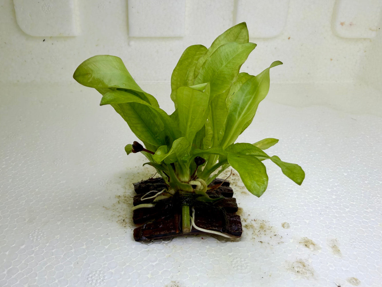 * Plants * Echinodorus sp. on coco husk #ECH