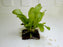 * Plants * Echinodorus sp. on coco husk #ECH