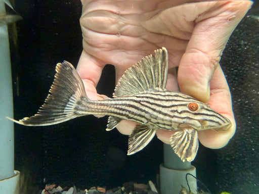 * Pleco * Panaque nigrolineatus (L190) 11-13cm