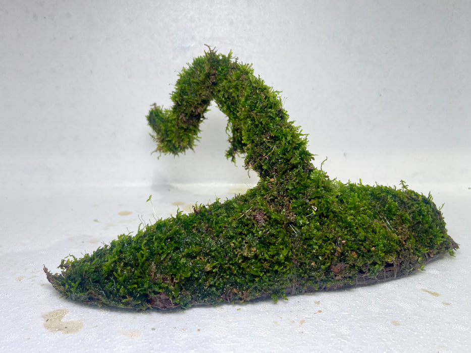 * Plants* Moss on driftwood #01