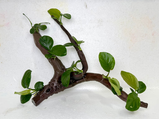 * Plants* Anubias Nana Bonsai #18