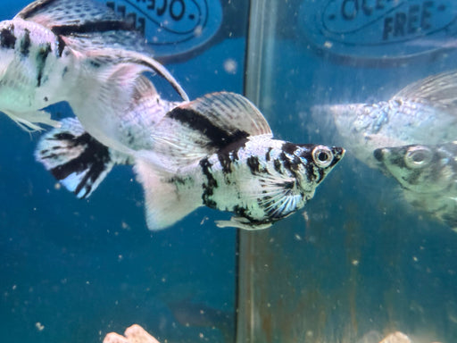 * Livebearers * Tiger Balloon Molly XL