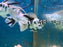 * Livebearers * Tiger Balloon Molly XL