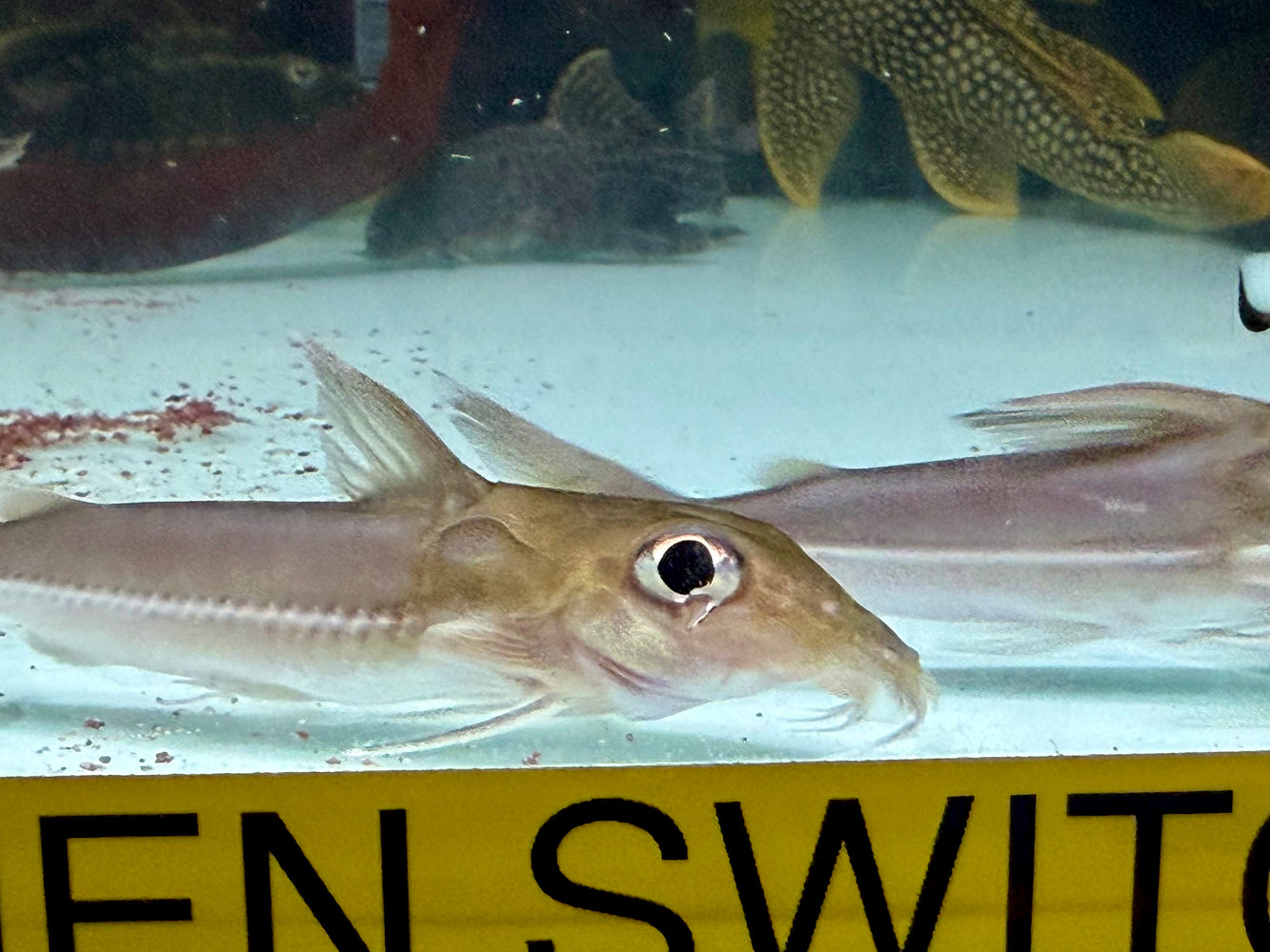 * Catfish *  Doras micropoeus “Suriname”