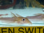 * Catfish *  Doras micropoeus “Suriname”