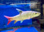 * Other Species * Labeobarbus sp. Malagarasi “Tanzania” (Rainbow Mahseer) 45-50cm