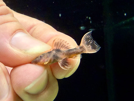* Pleco *  Pseudacanthicus pirarara (L25) baby 3-4cm